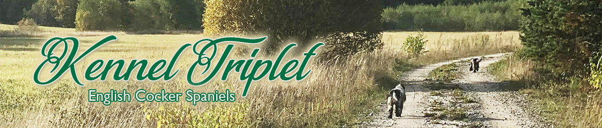 Kennel Triplet